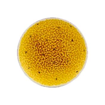 PLATO DE POSTRE PASSION FRUIT