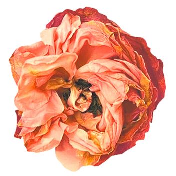 INDIVIDUAL REDONDO ROSA